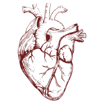 Vascular integrity defines performance and longevity.